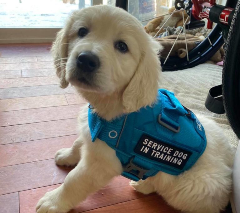 Puppy wearing blue service dog in training vest