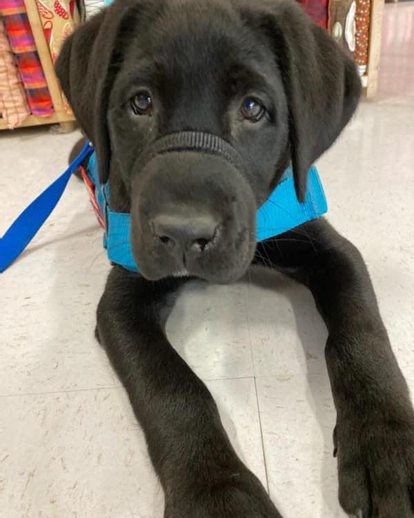 Close up of black lab puppy with blue vest