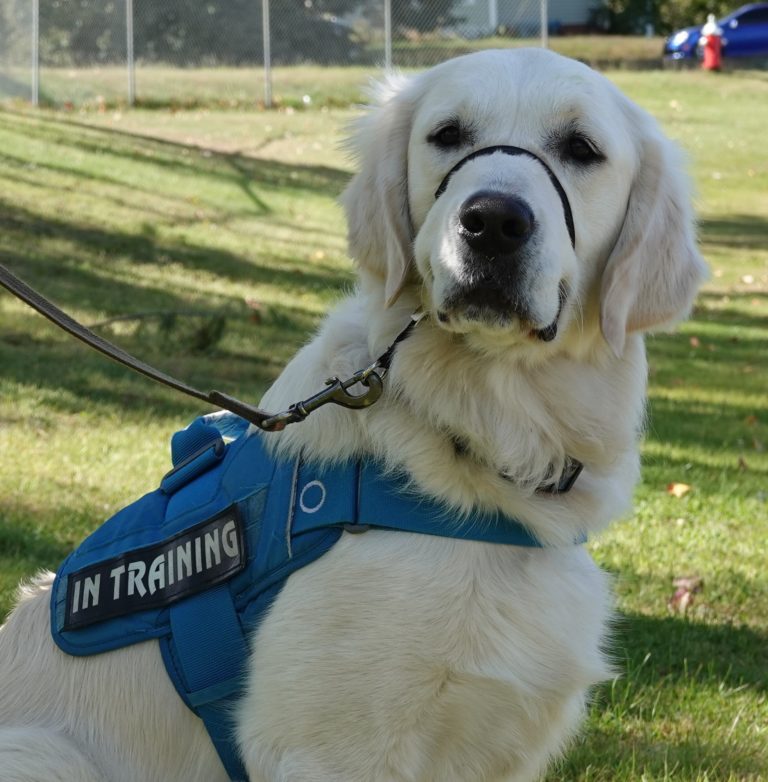 how many hours of training does a service dog need