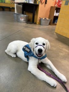 Dog Laying Down