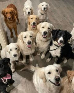 Group of Dogs