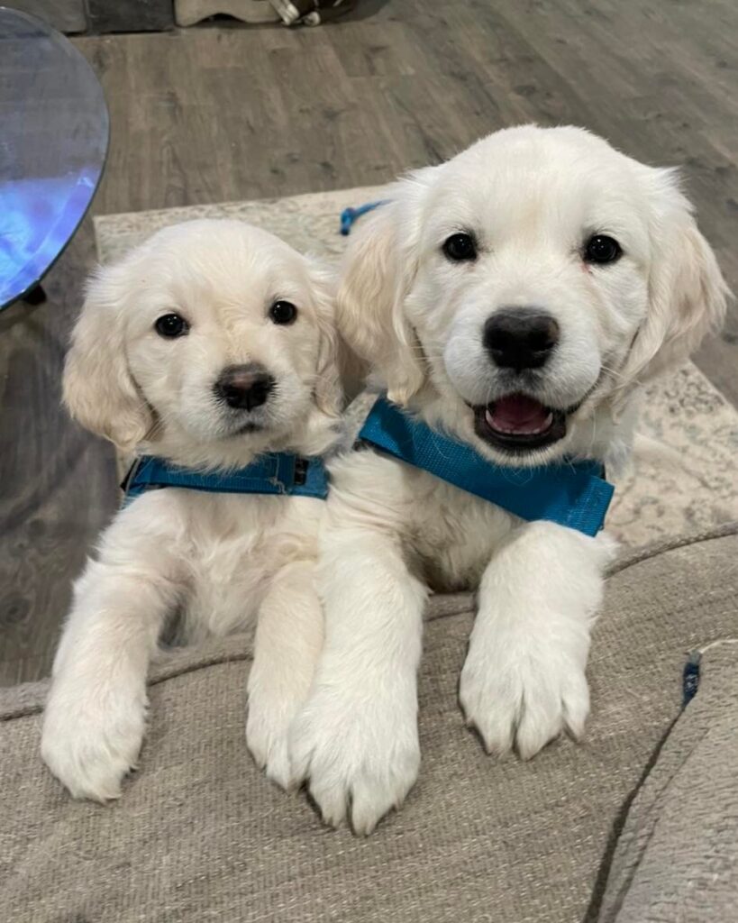Two Puppies