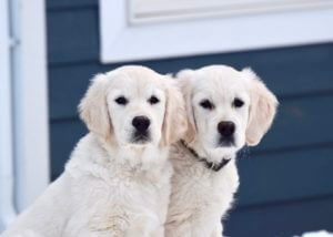 Two White Puppies