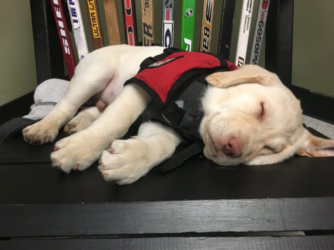 Golden lab puppy in red service vest sleeping on side